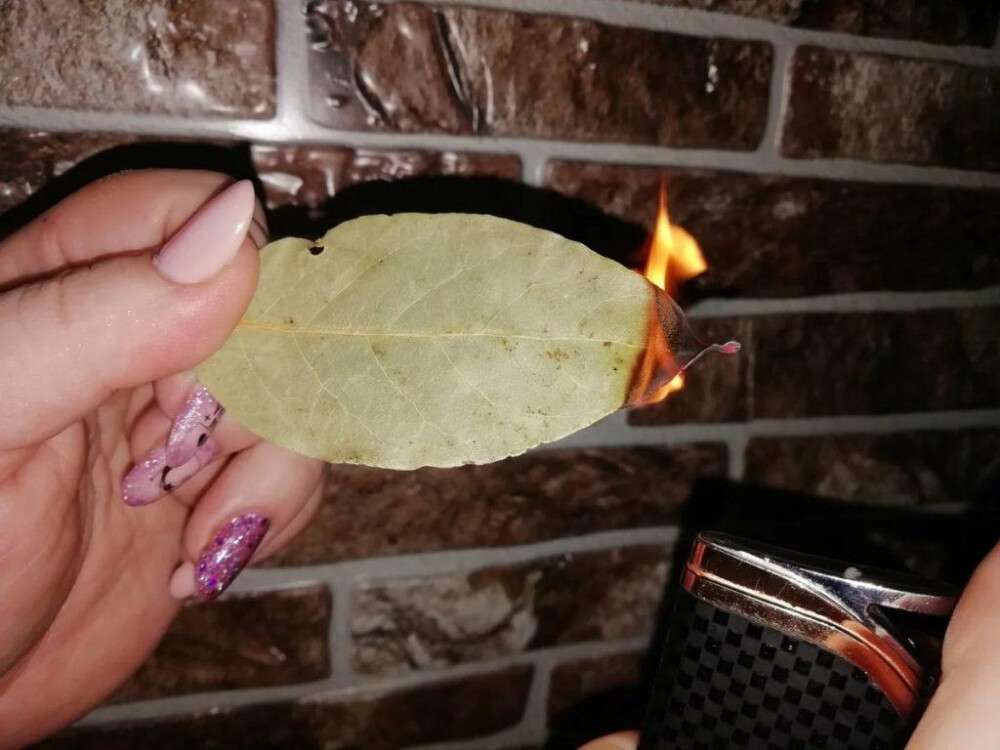 Palenie liścia laurowego: Naturalny sposób na domowy aromat